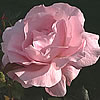 pinkrose